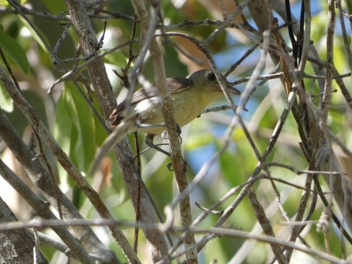 Cuban Vireo - ML638774374