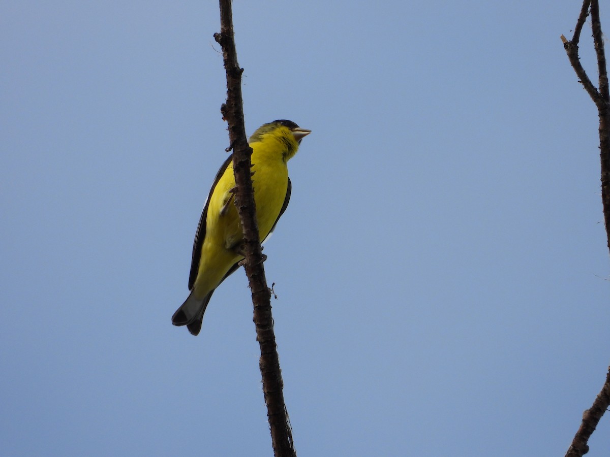 Lesser Goldfinch - ML638774380