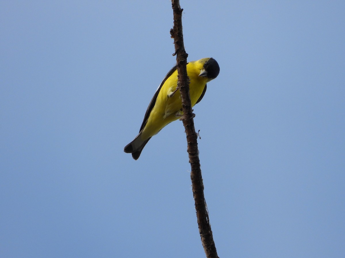 Lesser Goldfinch - ML638774381