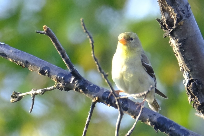 American Goldfinch - ML638774387