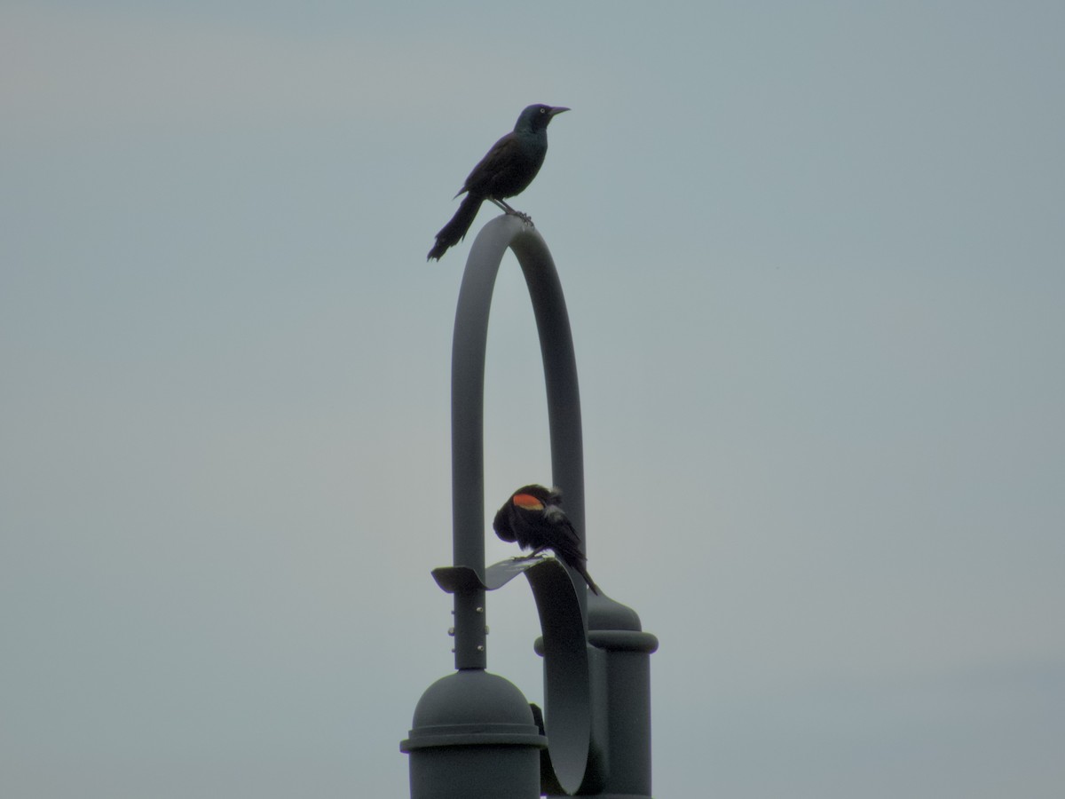 Common Grackle - ML638774391