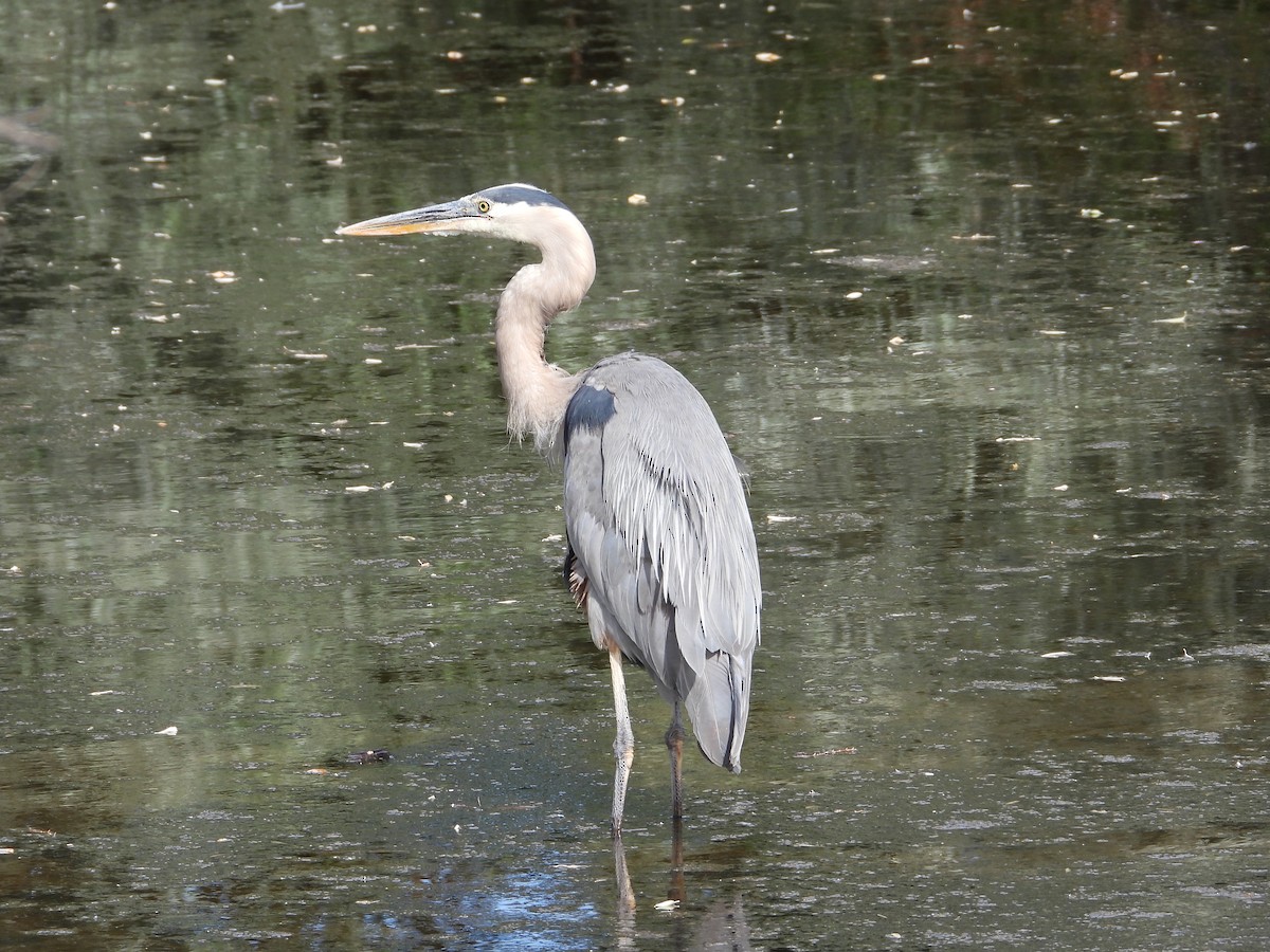 Great Blue Heron - ML638774392