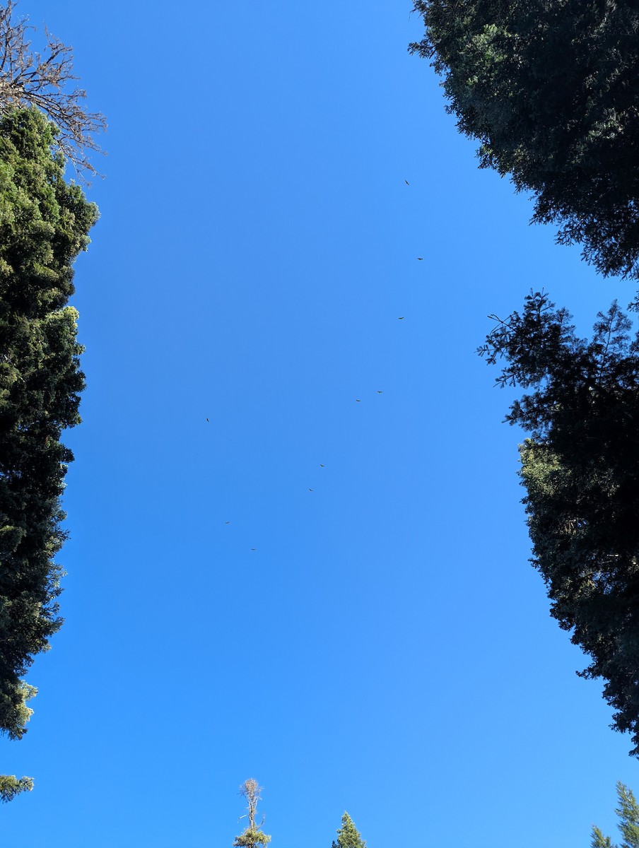 Turkey Vulture - ML638774430