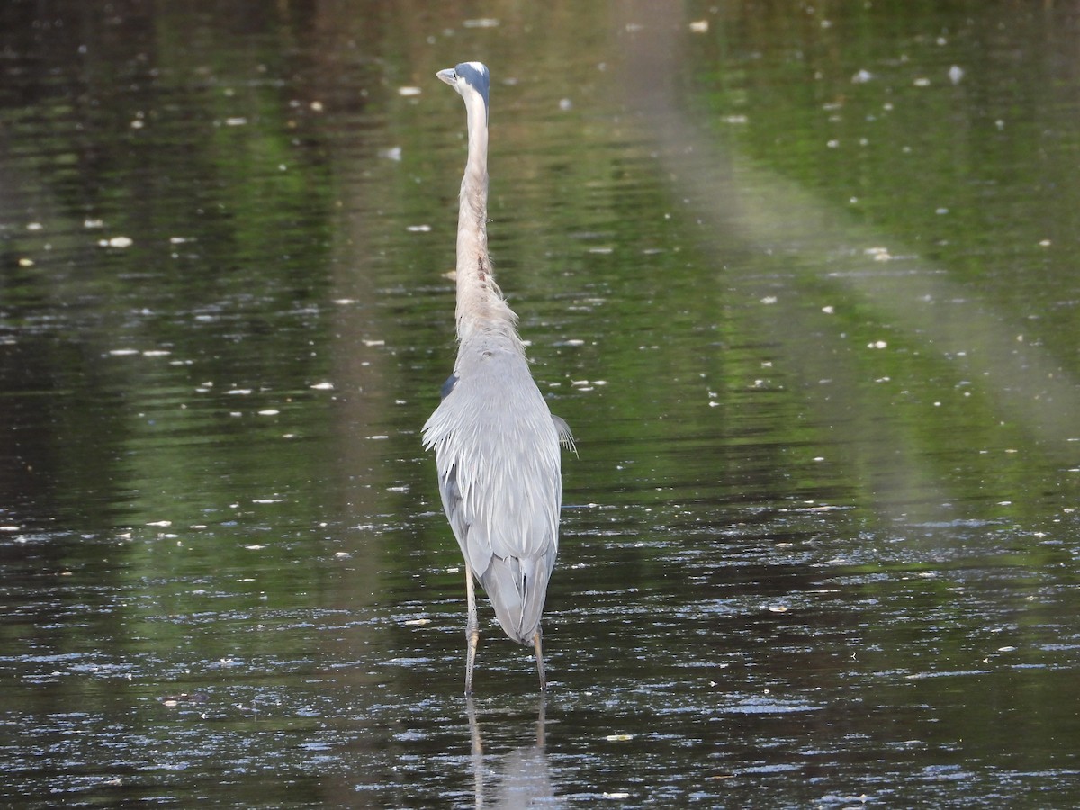 Great Blue Heron - ML638774432