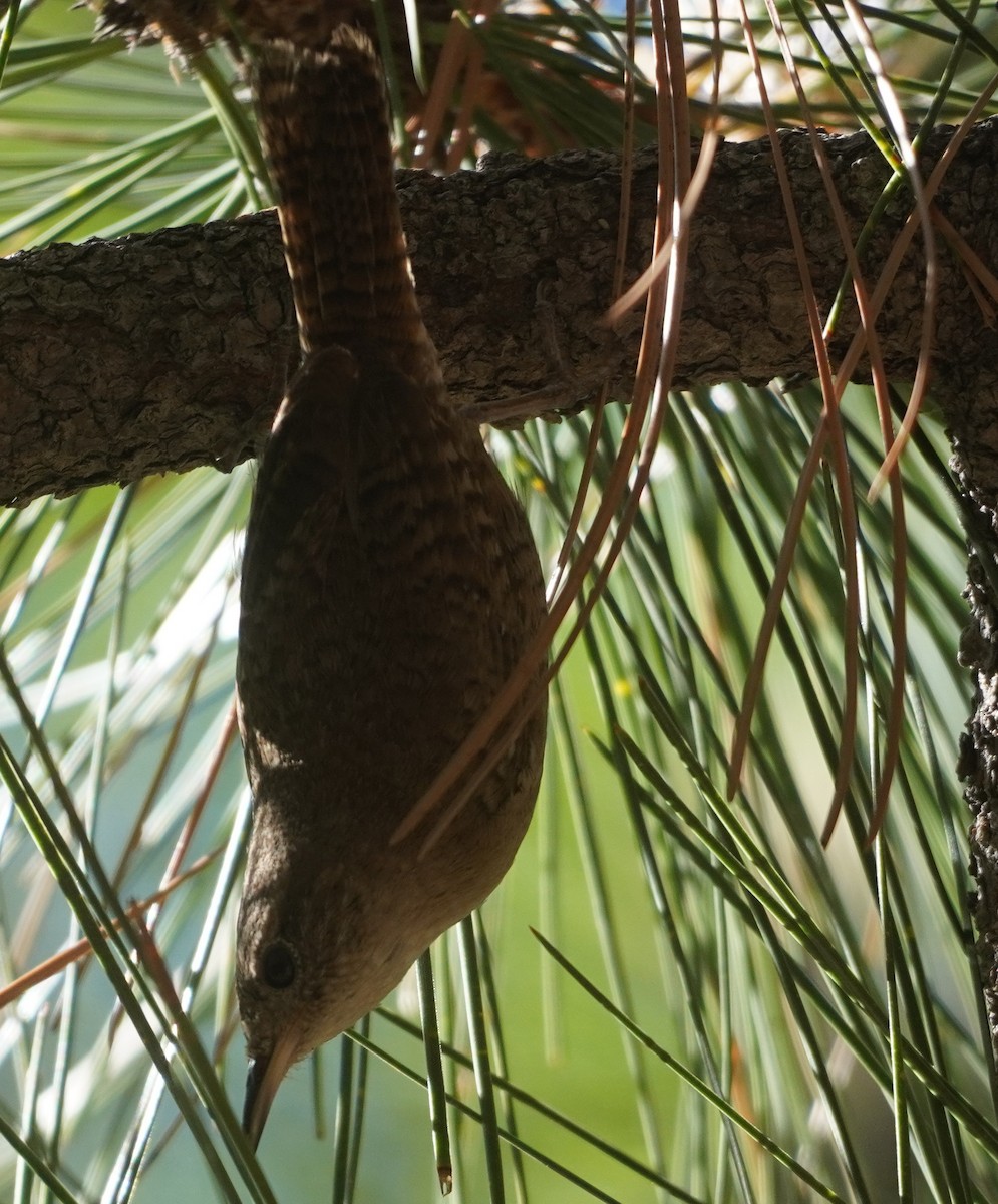 Northern House Wren - ML638774437