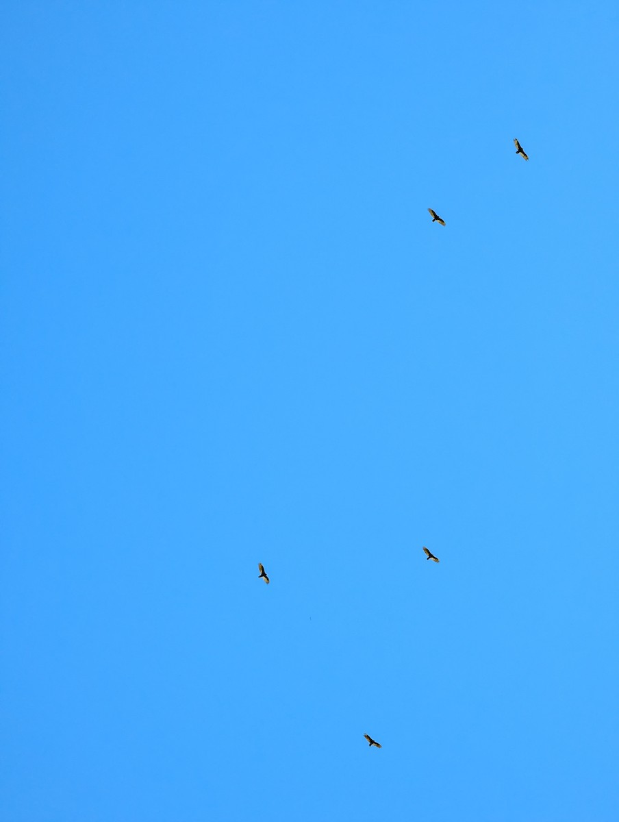 Turkey Vulture - ML638774446