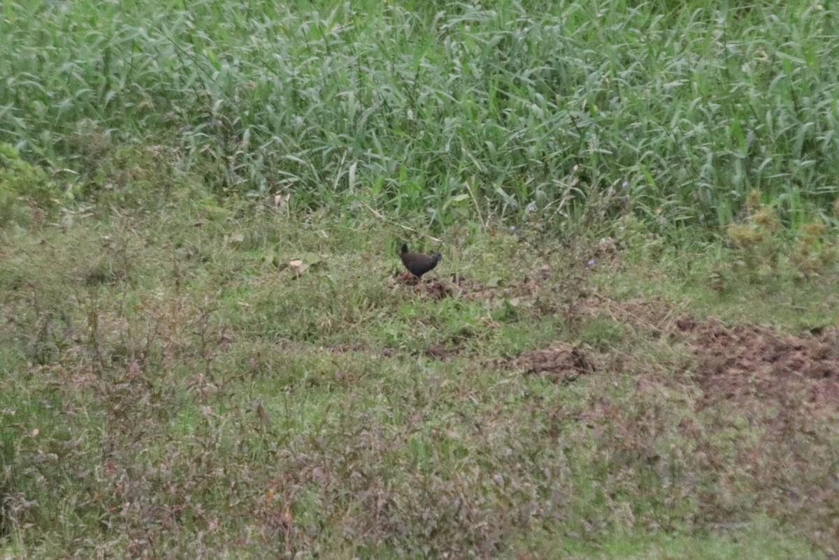 Blackish Rail - ML638774465