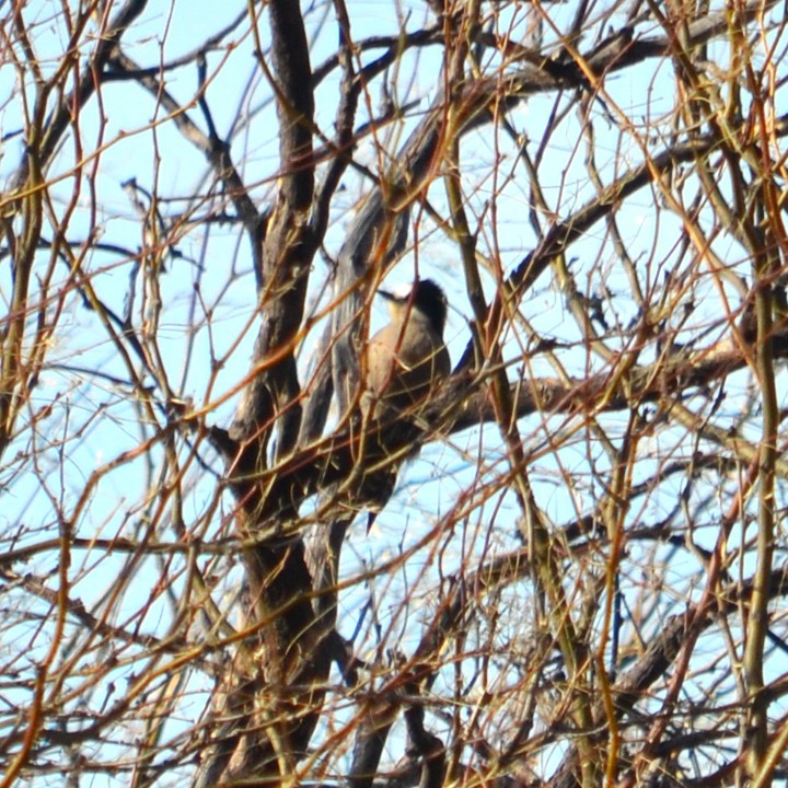 White-fronted Woodpecker - ML638774478
