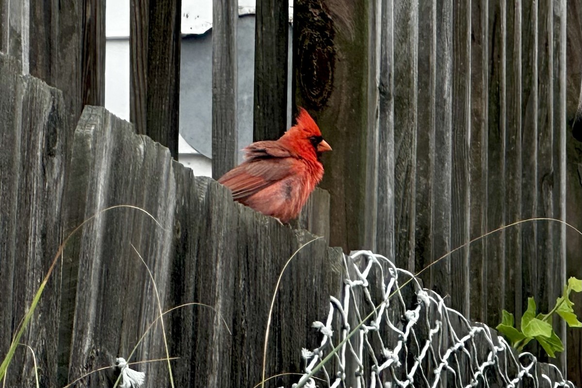 Northern Cardinal - ML638774498