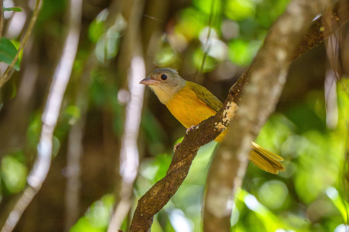 Gray-headed Tanager - ML638774507