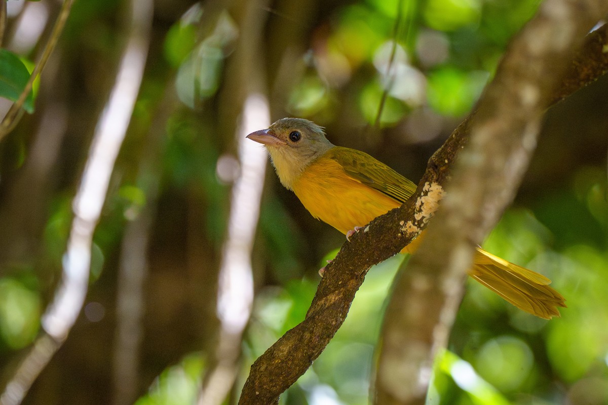 Gray-headed Tanager - ML638774508