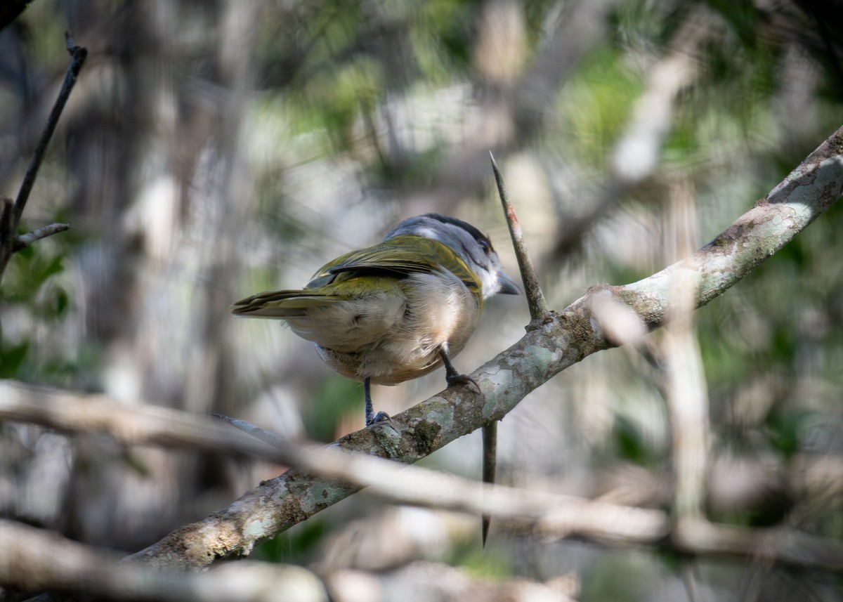 Green-backed Becard - ML638774513