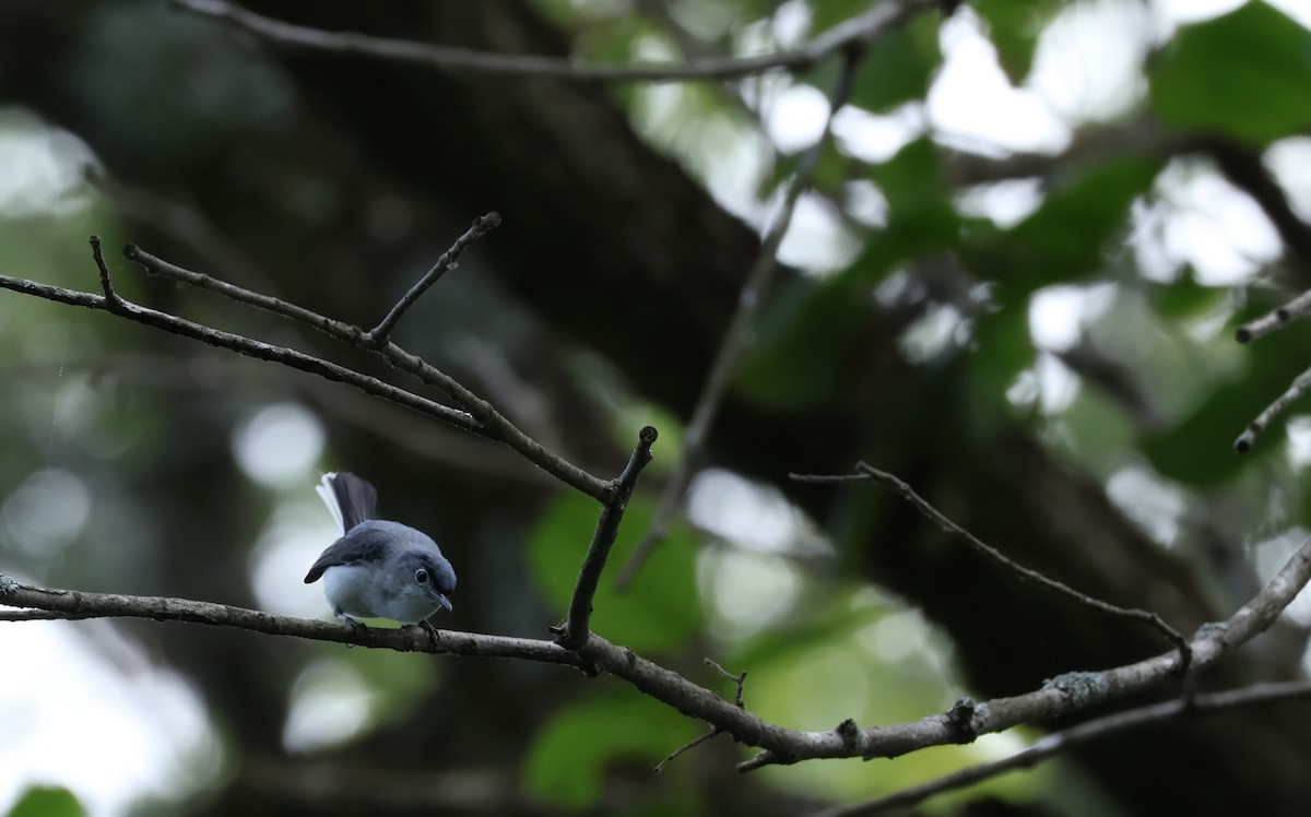 Blue-gray Gnatcatcher - ML638774539