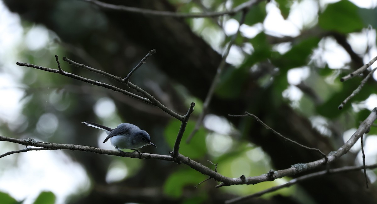 Blue-gray Gnatcatcher - ML638774540