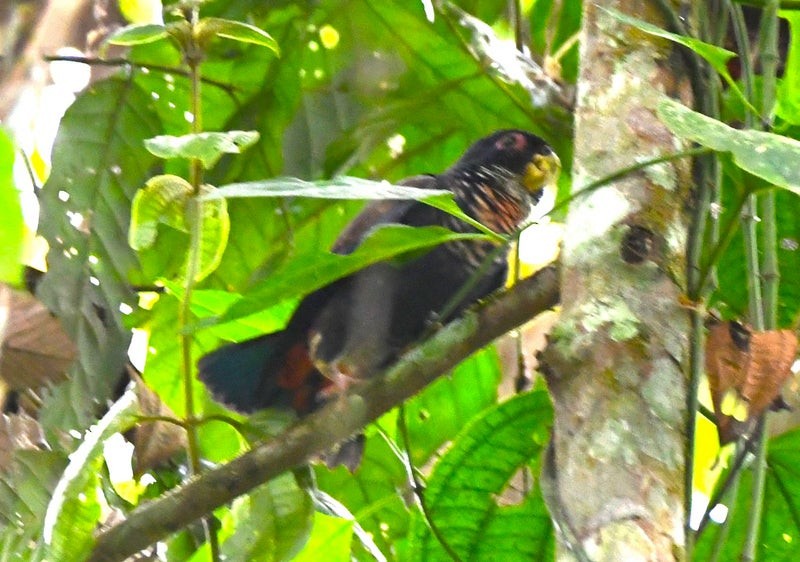 Bronze-winged Parrot - ML638774543