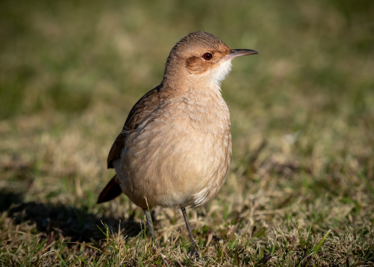 Rufous Hornero - ML638774547