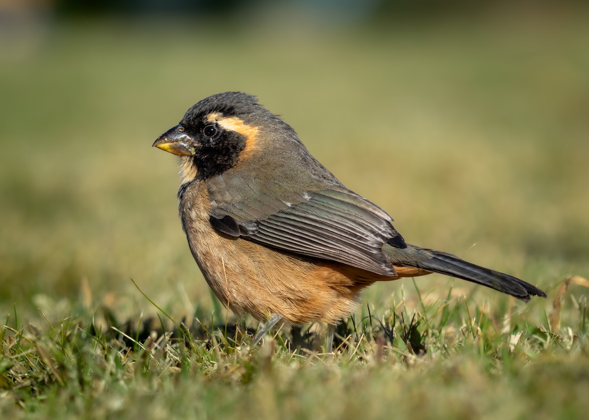 Golden-billed Saltator - ML638774550