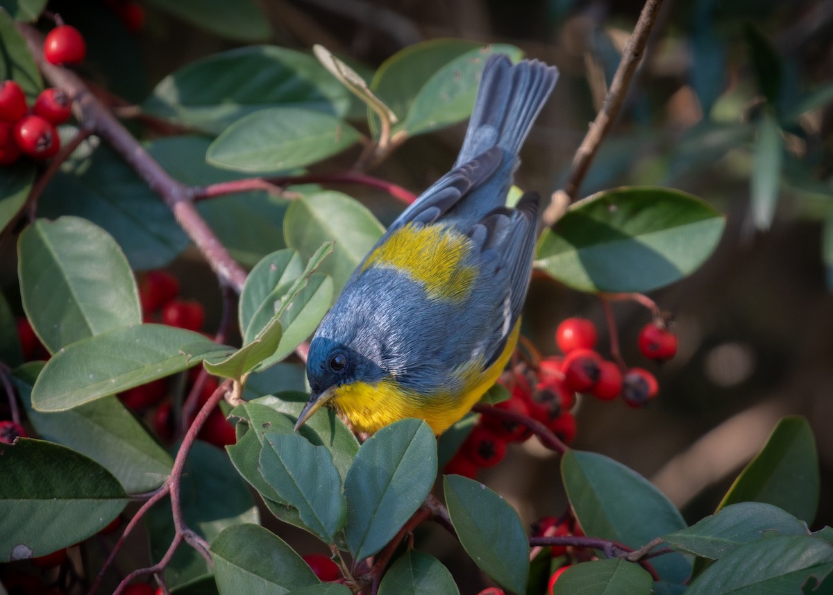 Tropical Parula - ML638774569