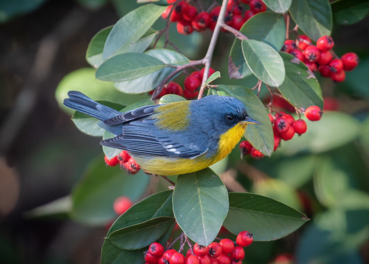 Tropical Parula - ML638774570