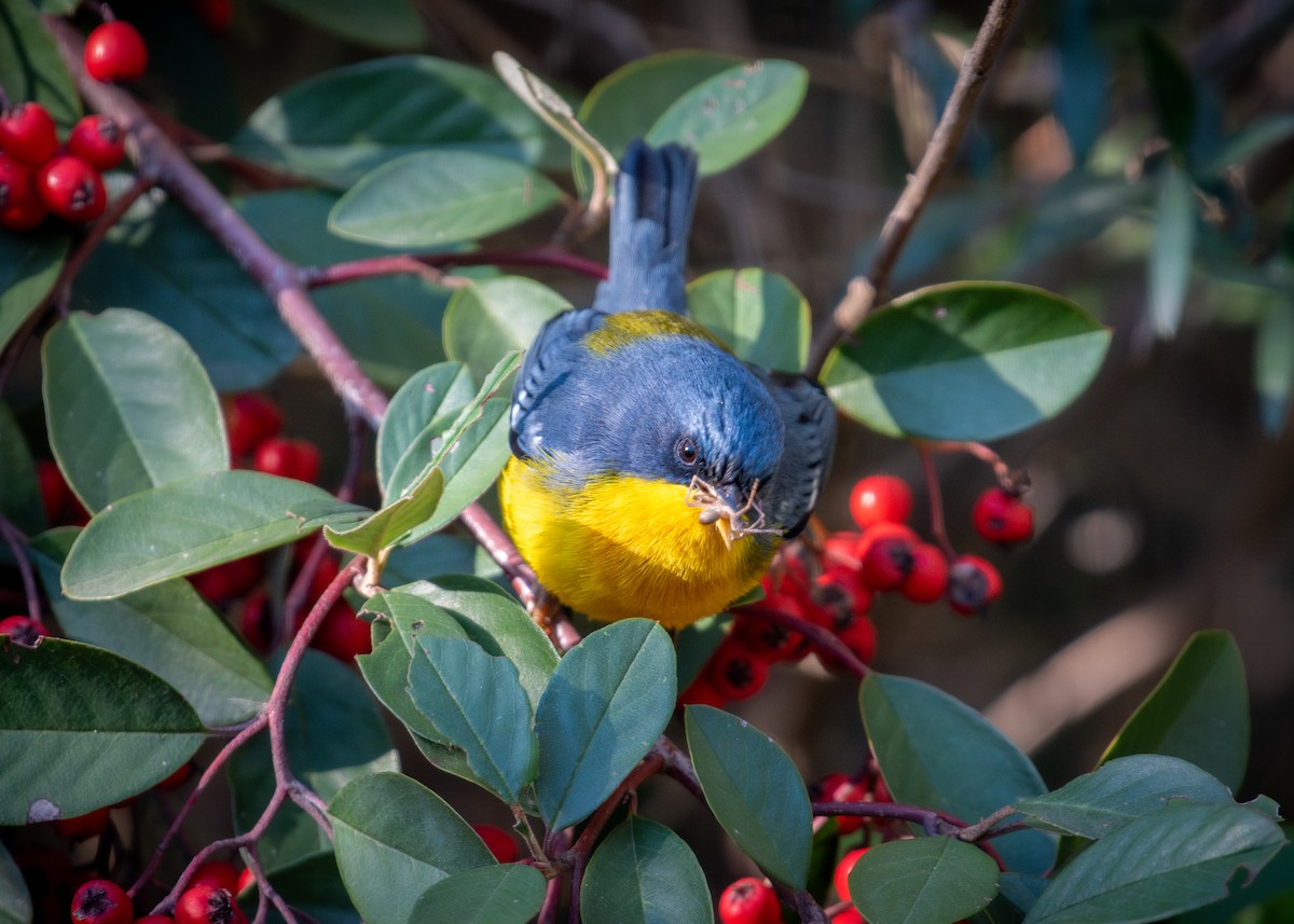 Tropical Parula - ML638774573