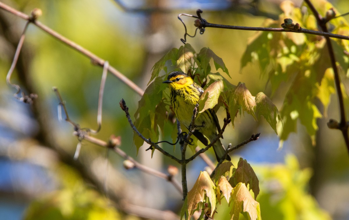 Cape May Warbler - ML638774591