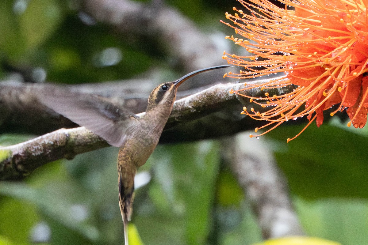 Long-billed Hermit - ML638774642