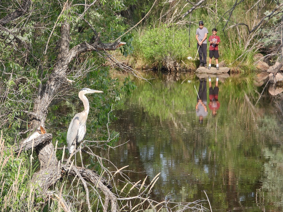 Great Blue Heron - ML638774694