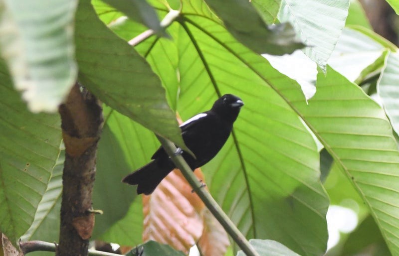 White-shouldered Tanager - ML638774721