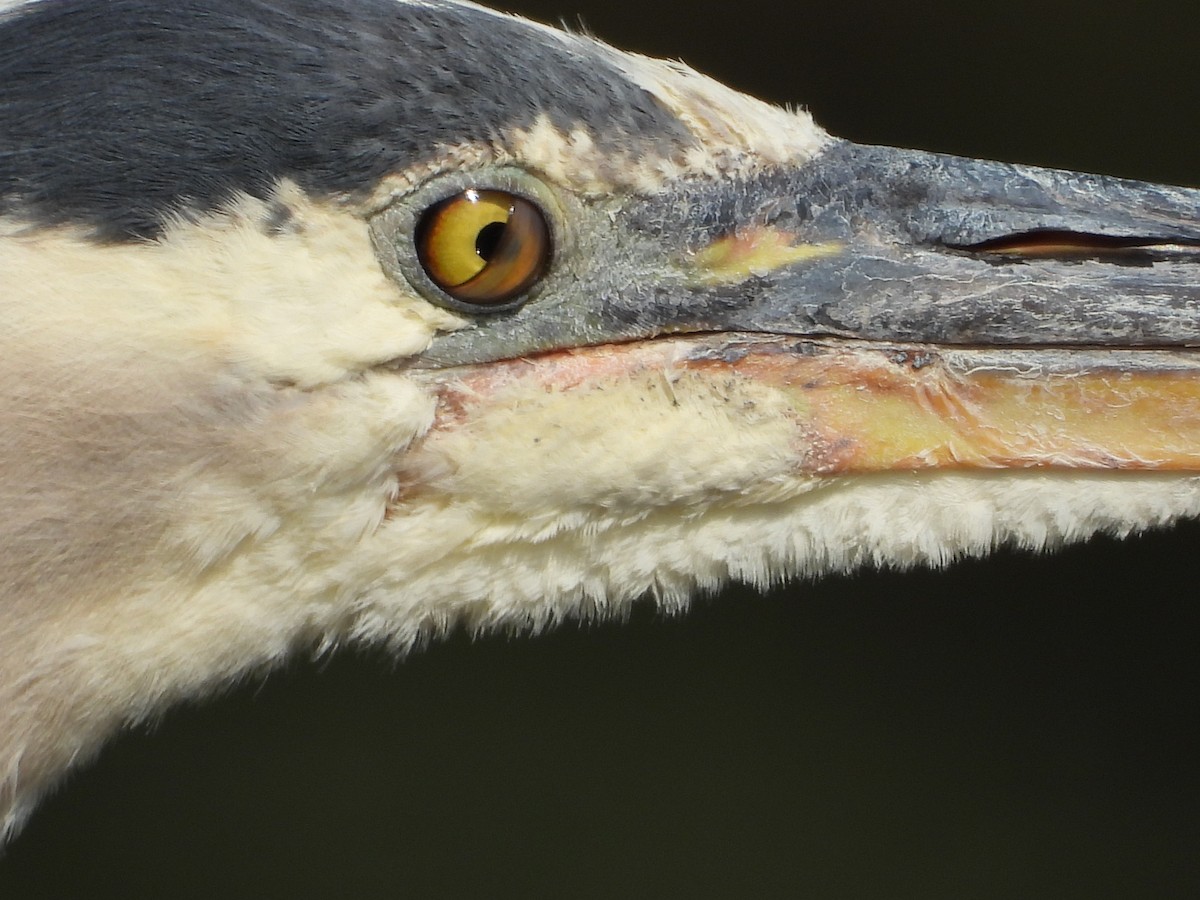 Great Blue Heron - ML638774739