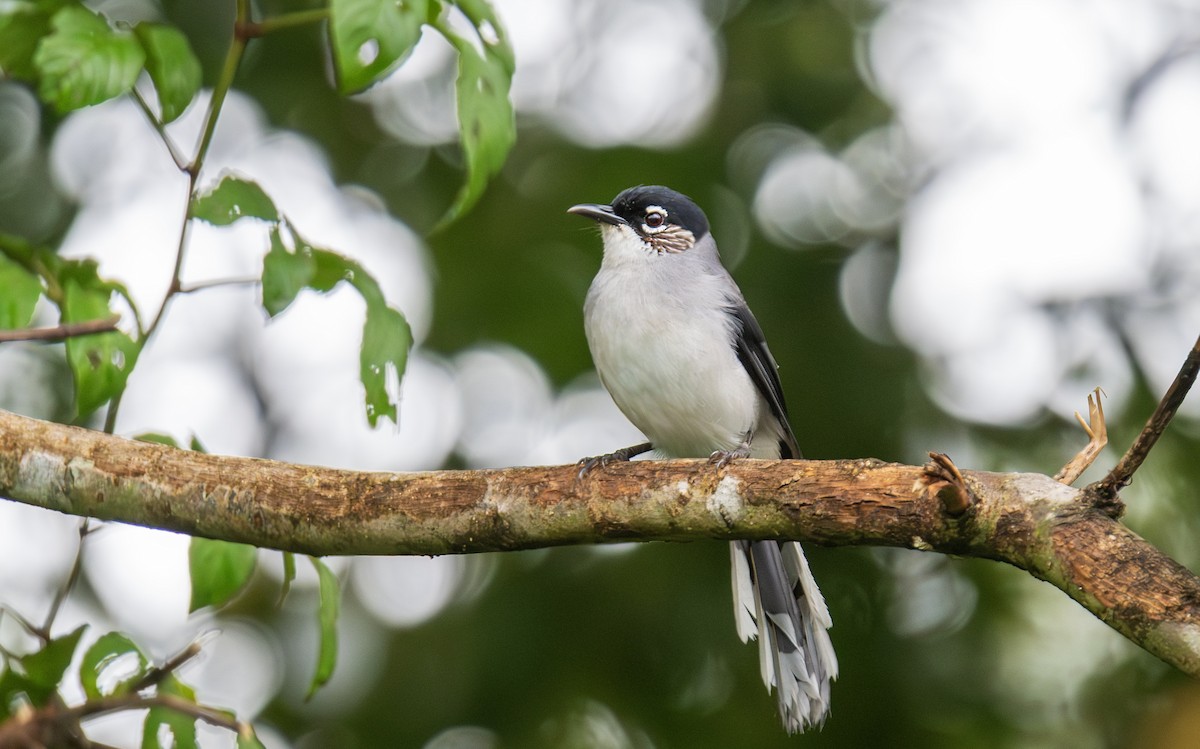Black-headed Sibia (Lang Bian) - ML638774745