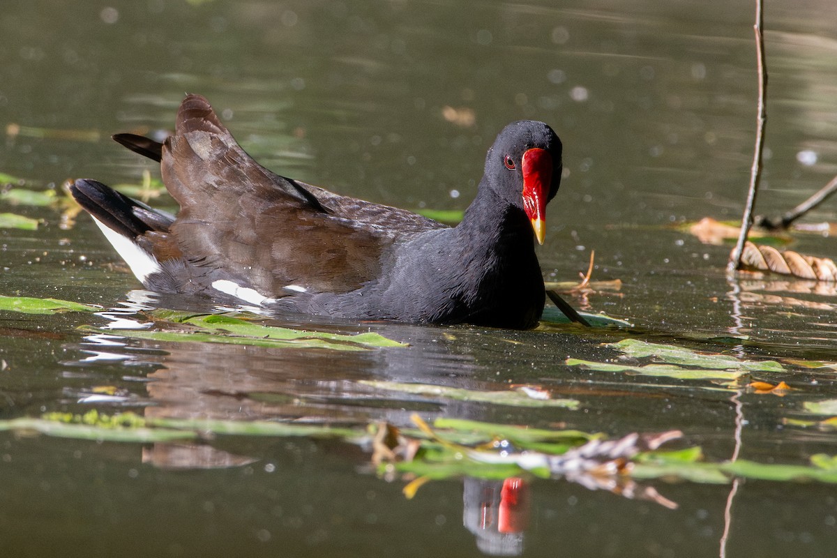 Eurasian Moorhen - ML638774756