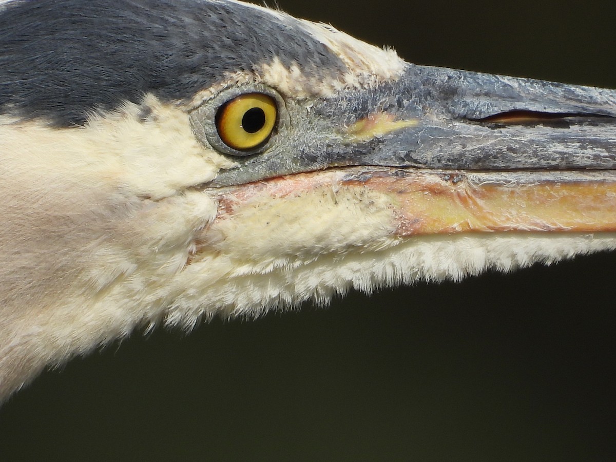 Great Blue Heron - ML638774762
