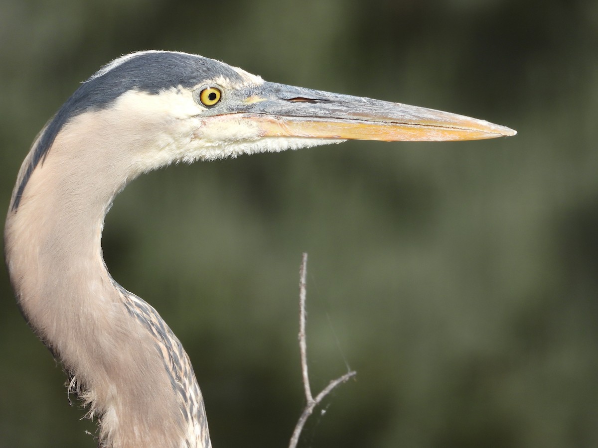 Great Blue Heron - ML638774764