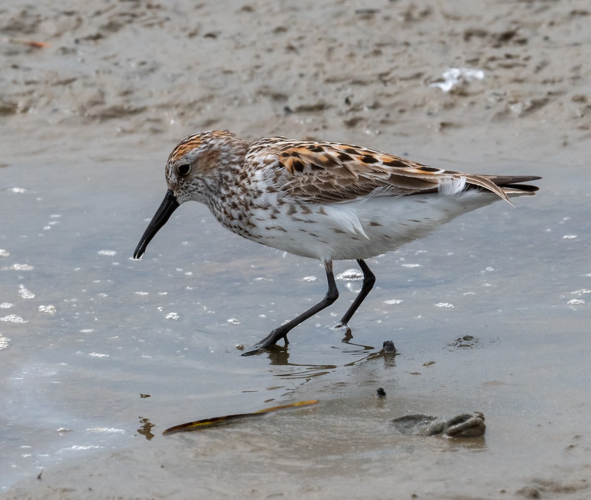 Western Sandpiper - ML638774765