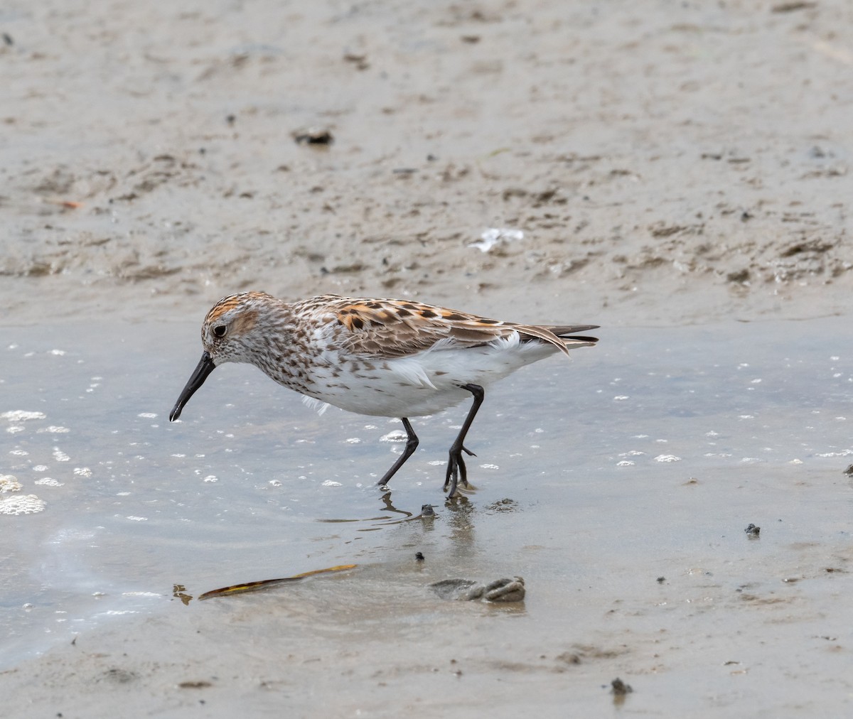 Western Sandpiper - ML638774766