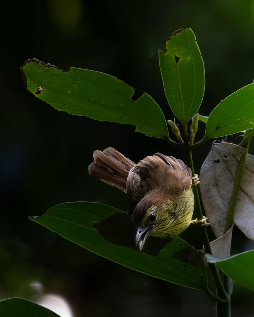 Pin-striped Tit-Babbler - ML638774807