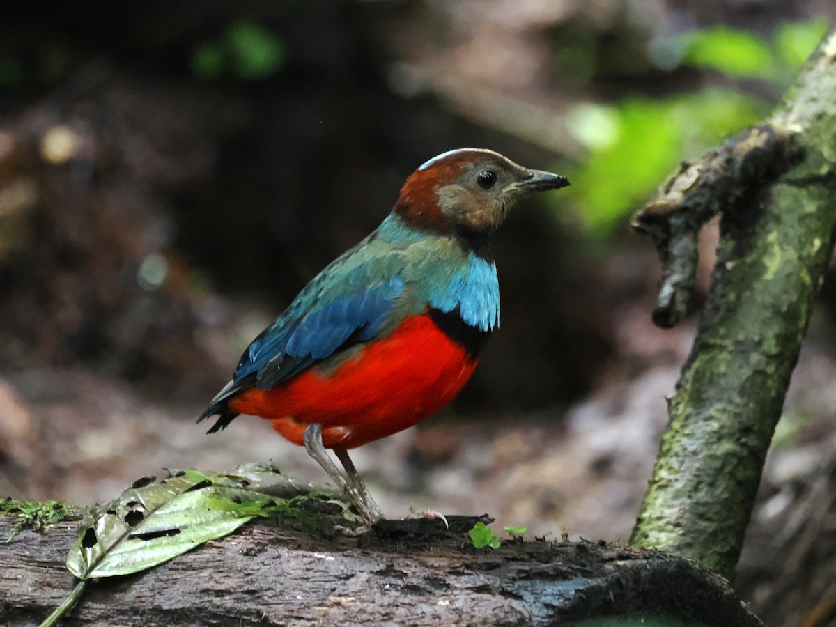 Sulawesi Pitta - ML638774809