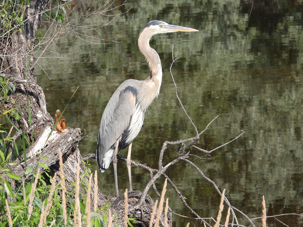 Great Blue Heron - ML638774816