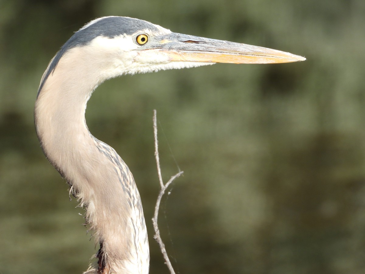 Great Blue Heron - ML638774817
