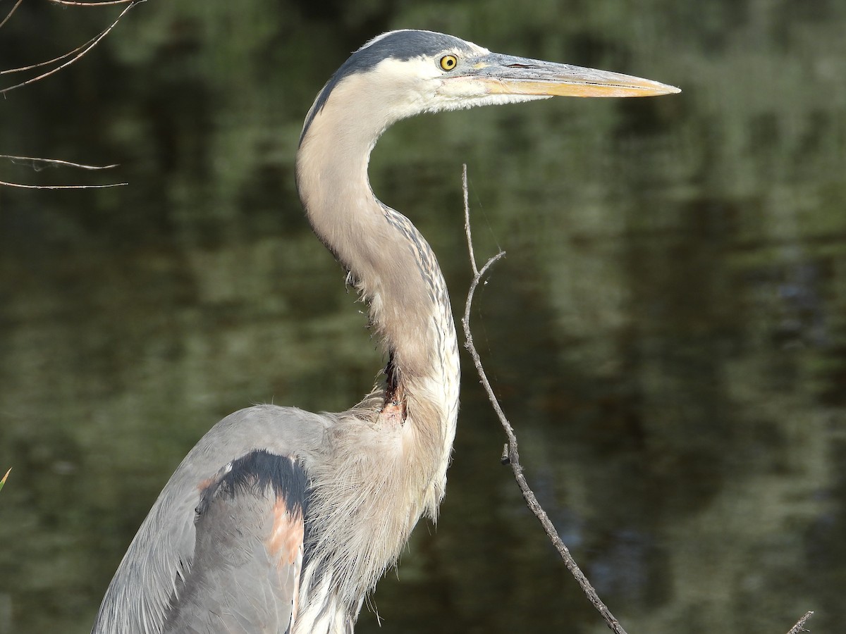 Great Blue Heron - ML638774818
