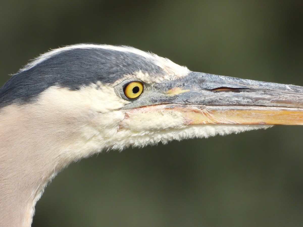 Great Blue Heron - ML638774834