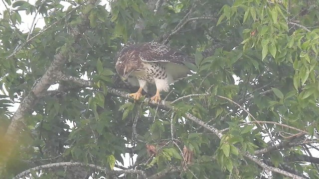 Red-tailed Hawk - ML638774856