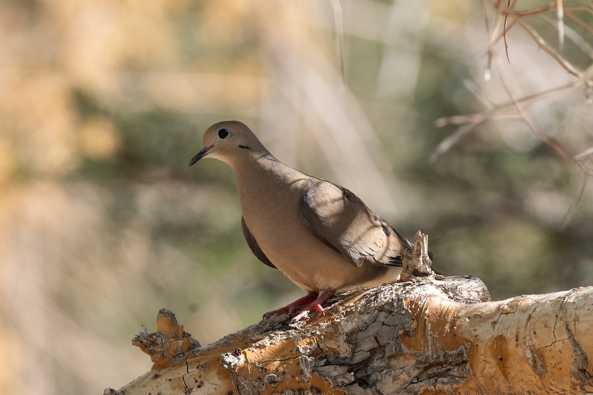 Mourning Dove - ML638774864