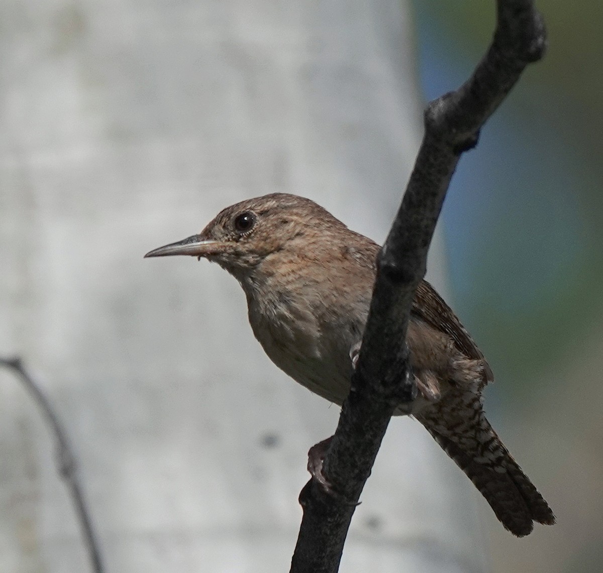 Northern House Wren - ML638774887