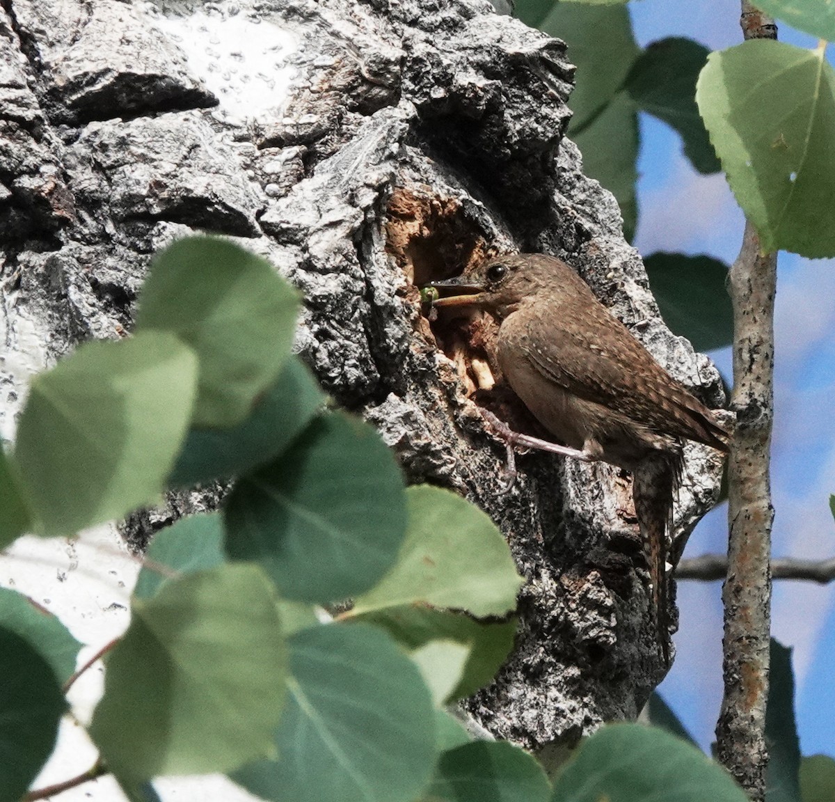 Northern House Wren - ML638774897