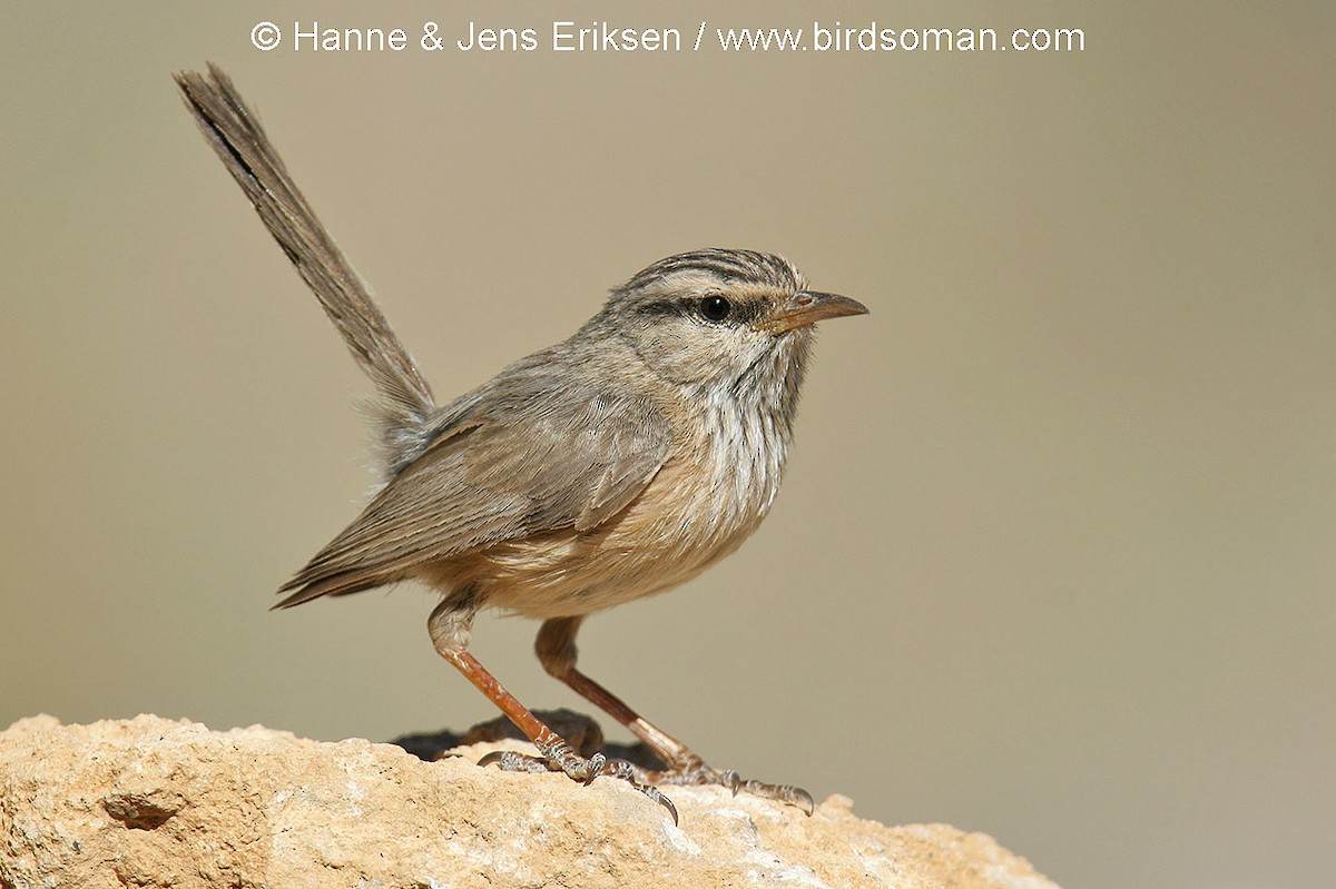 Scrub Warbler - Jens Eriksen