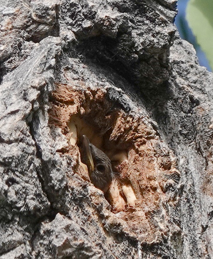 Northern House Wren - ML638774920