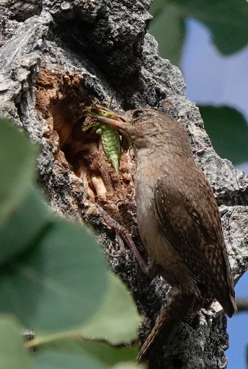 Northern House Wren - ML638774932