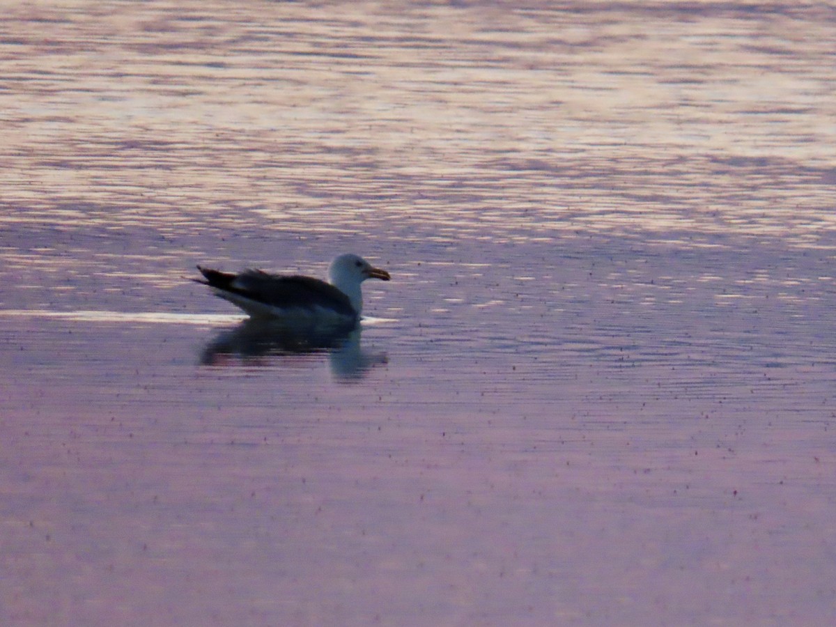 California Gull - ML638774941