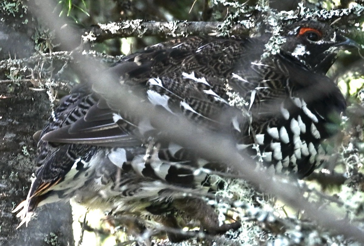 Spruce Grouse - ML638774946